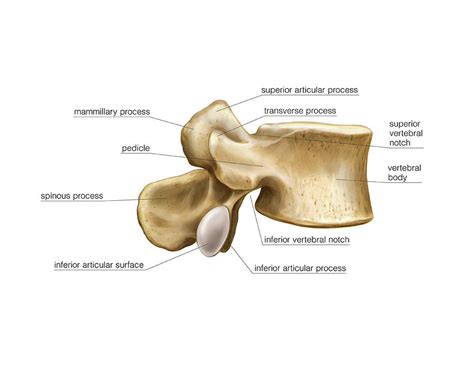 lateral lumbar vertebrae diagram